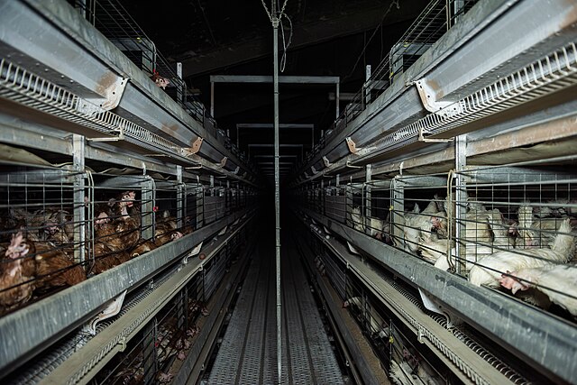 Käfighaltung Hühner